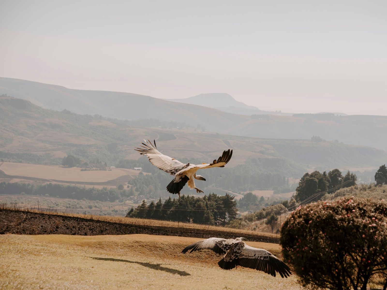 Falcon Ridge Where Raptors Take Flight – The Nest